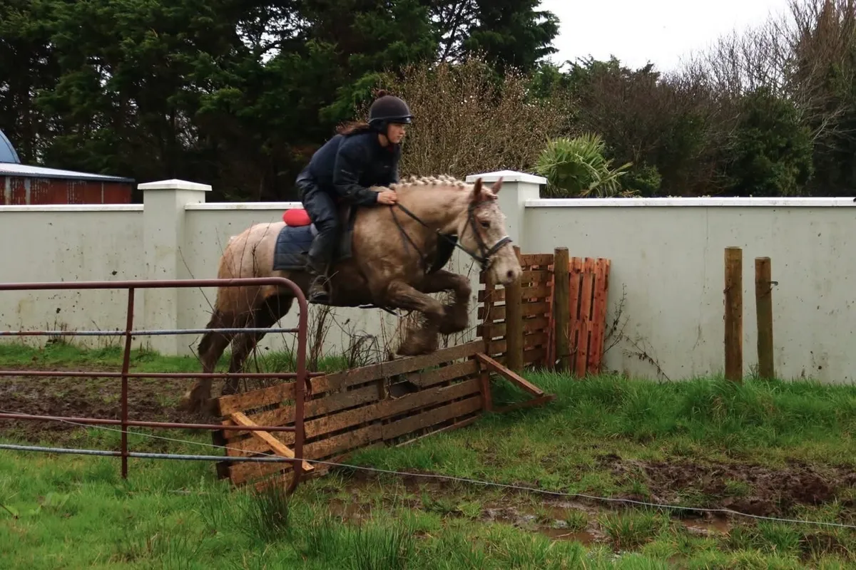 Smashing 5yo cob - Image 3