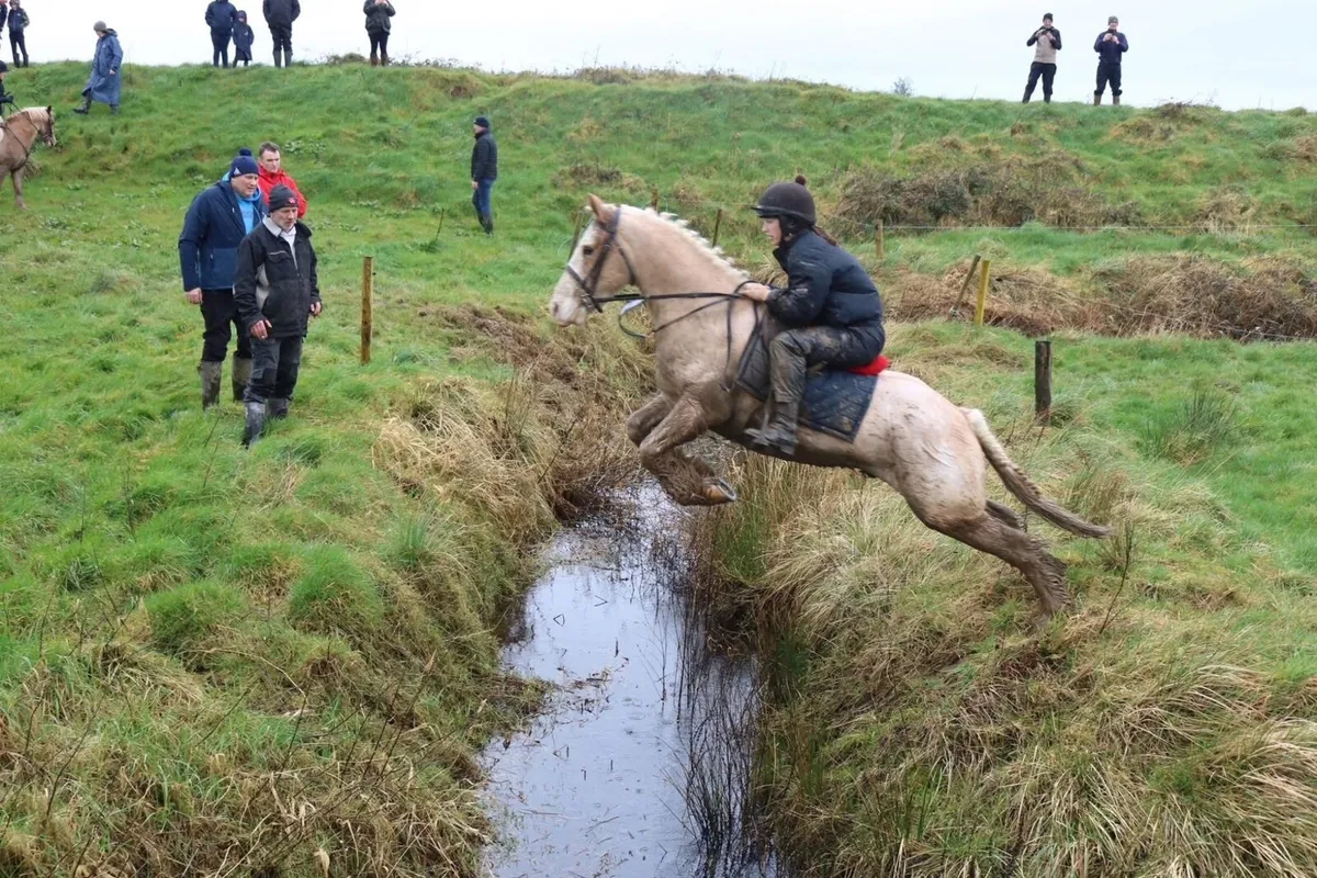 Smashing 5yo cob - Image 4