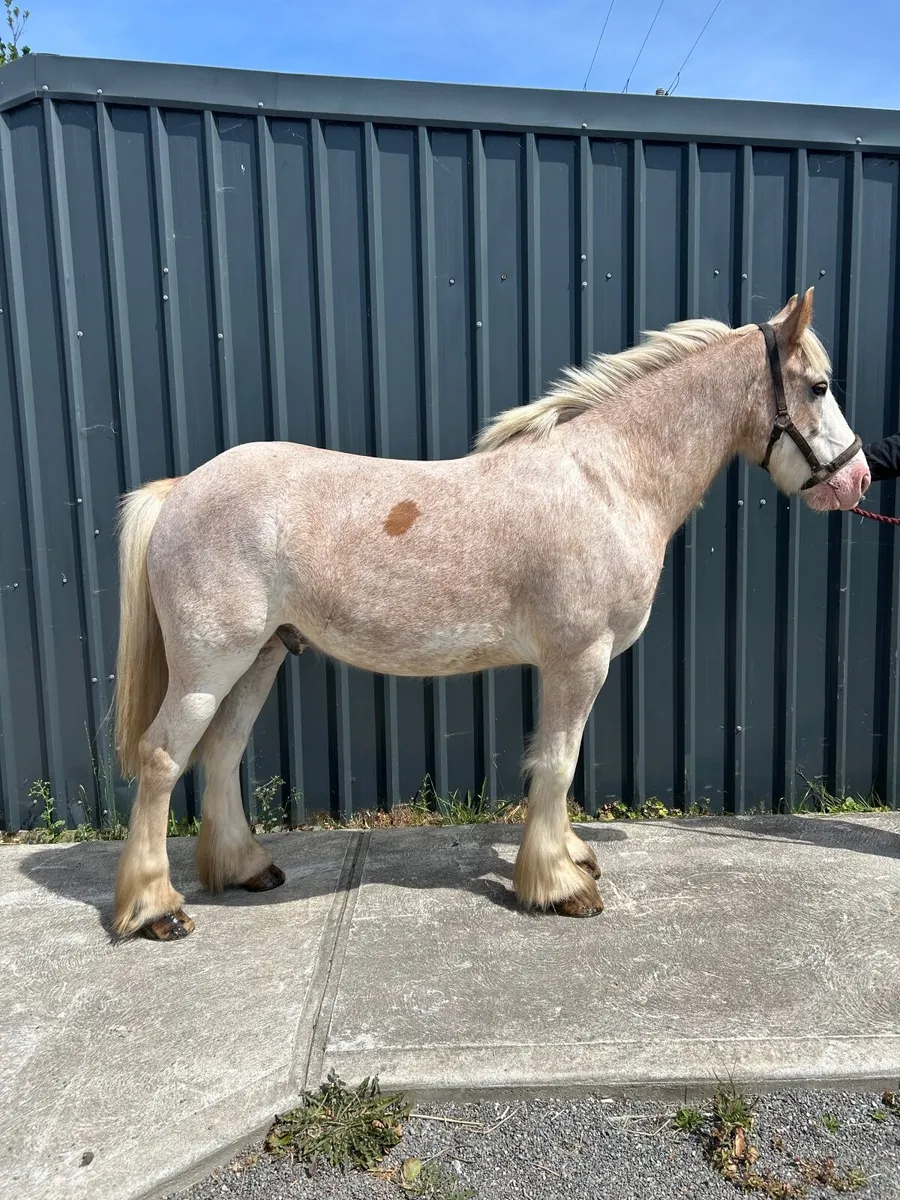 Smashing 5yo cob - Image 1