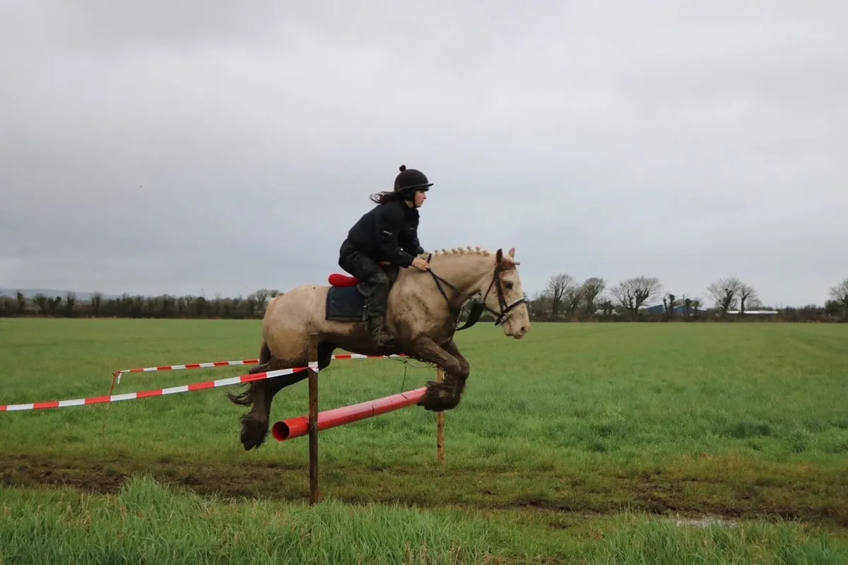 Smashing 5yo cob - Image 2