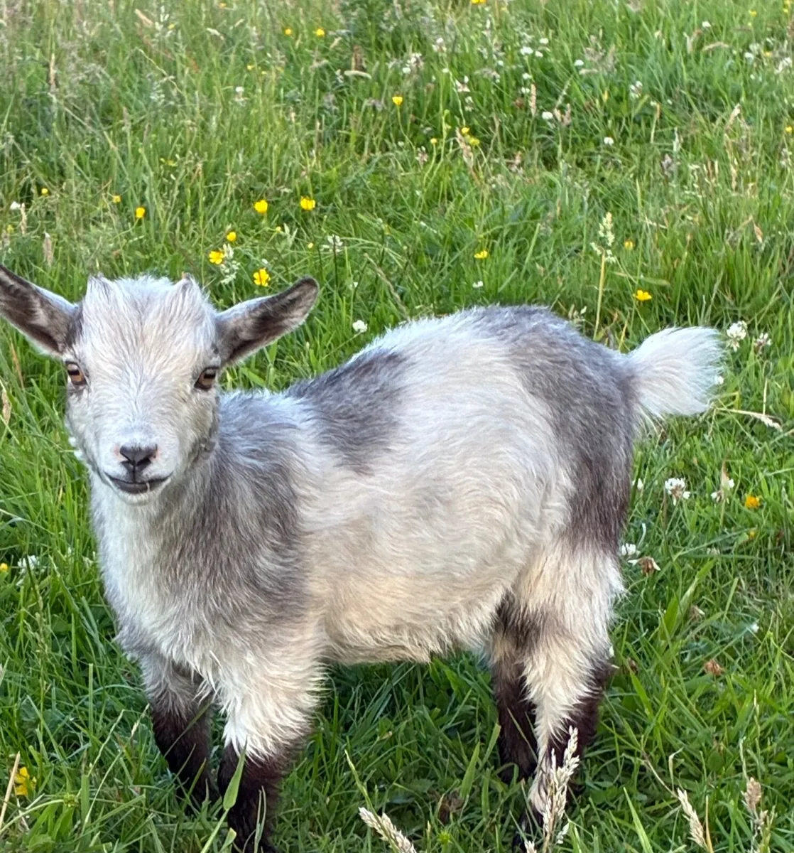 Pygmy Goat Kids