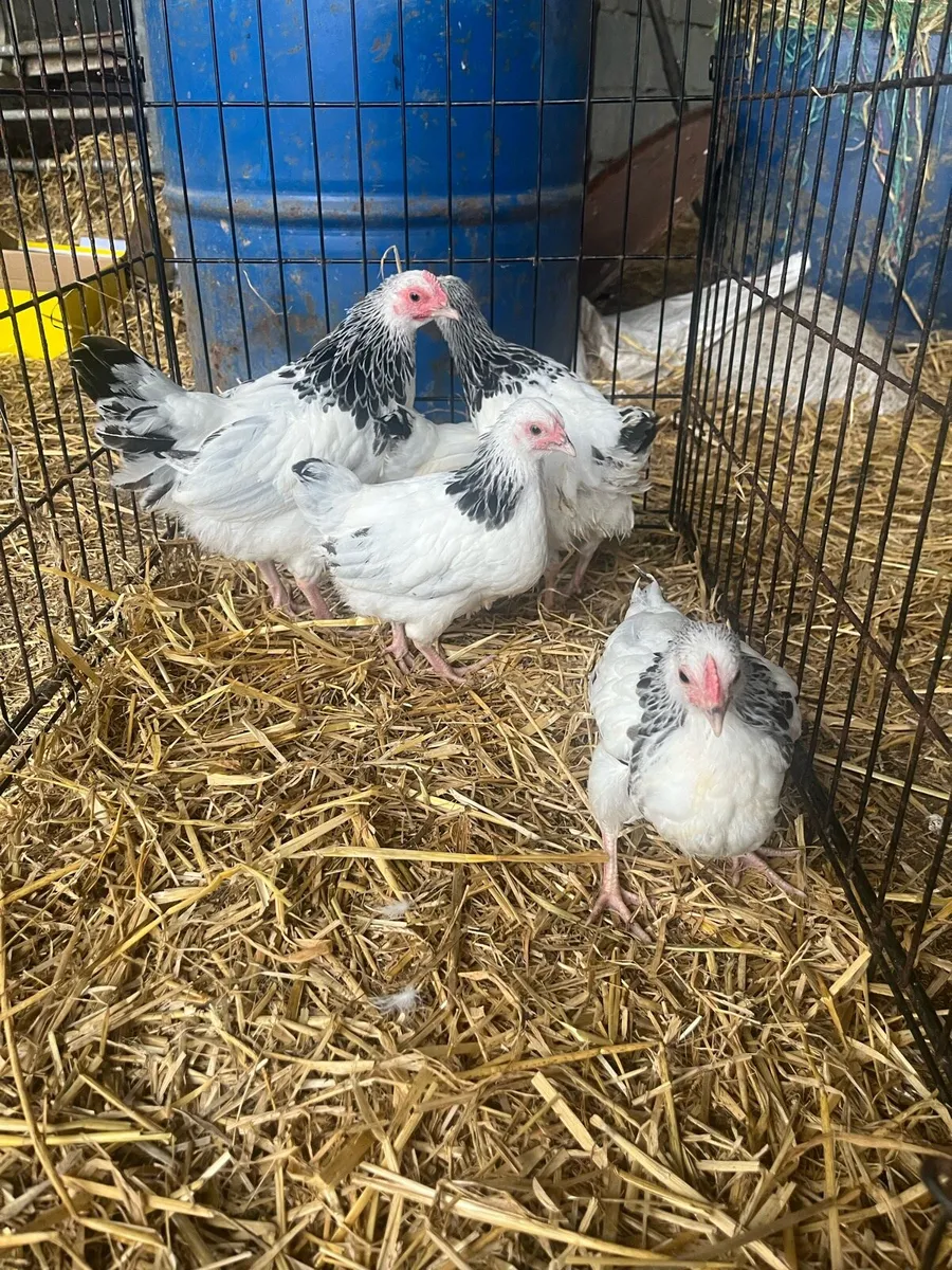 Show quality chickens and ducks - Image 1