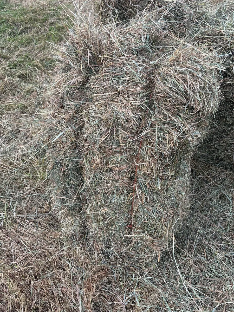 Square bales of Hay - Image 1