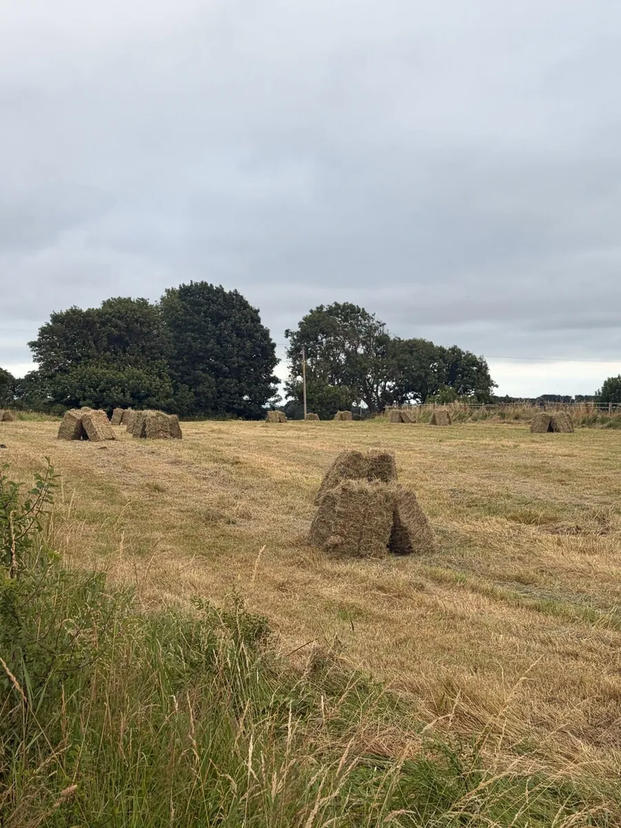 Square bales of Hay - Image 2