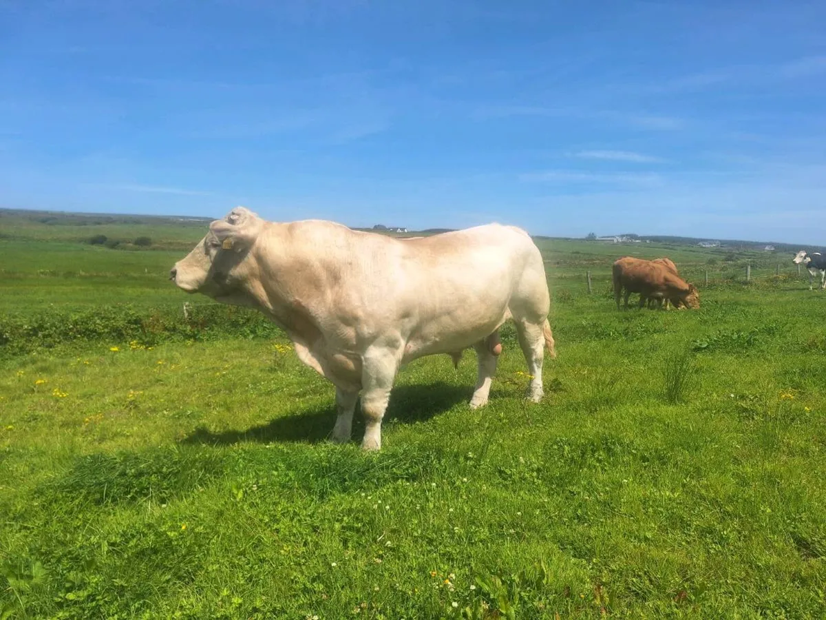 Bull - Image 1