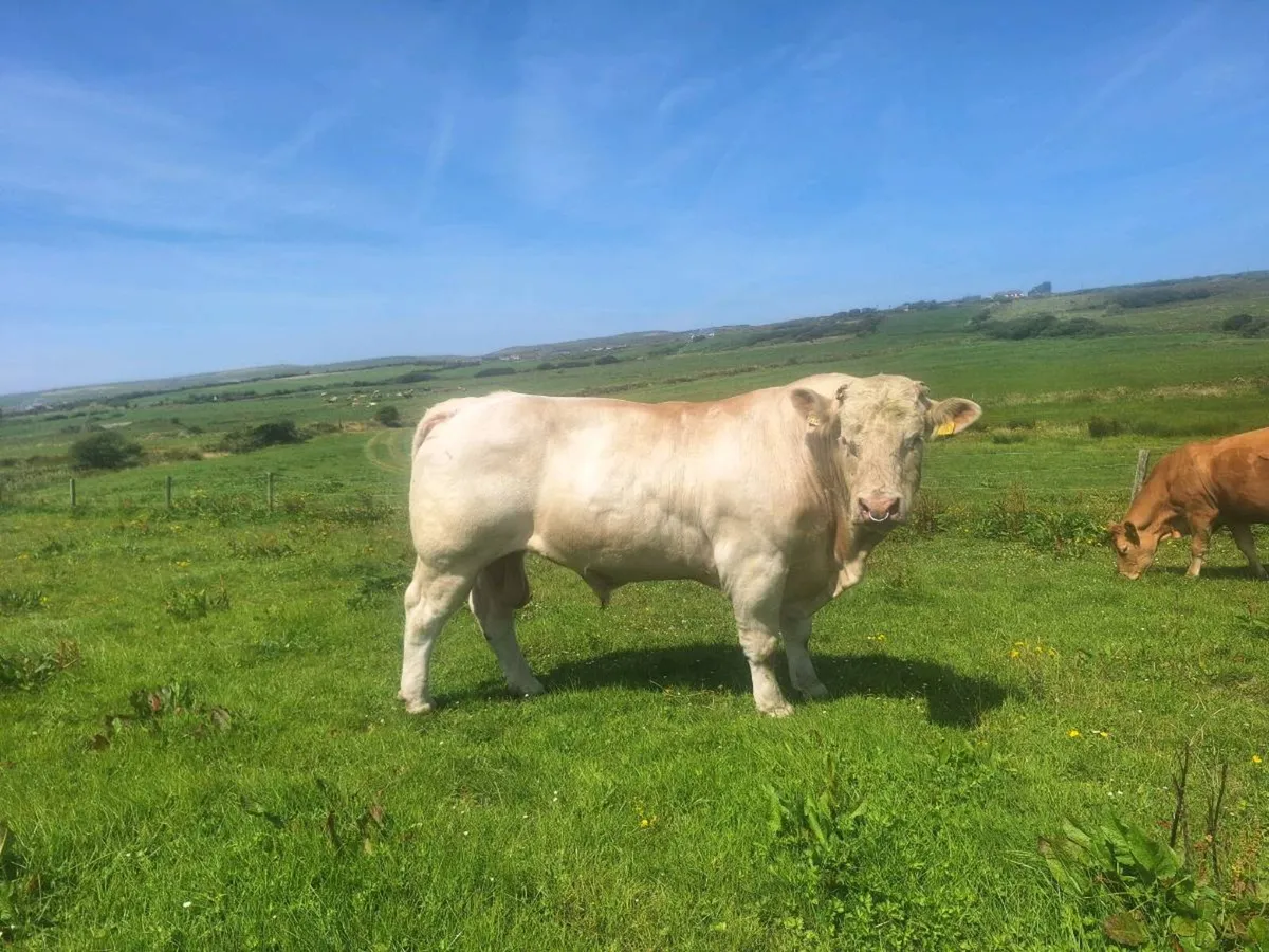 Bull - Image 2