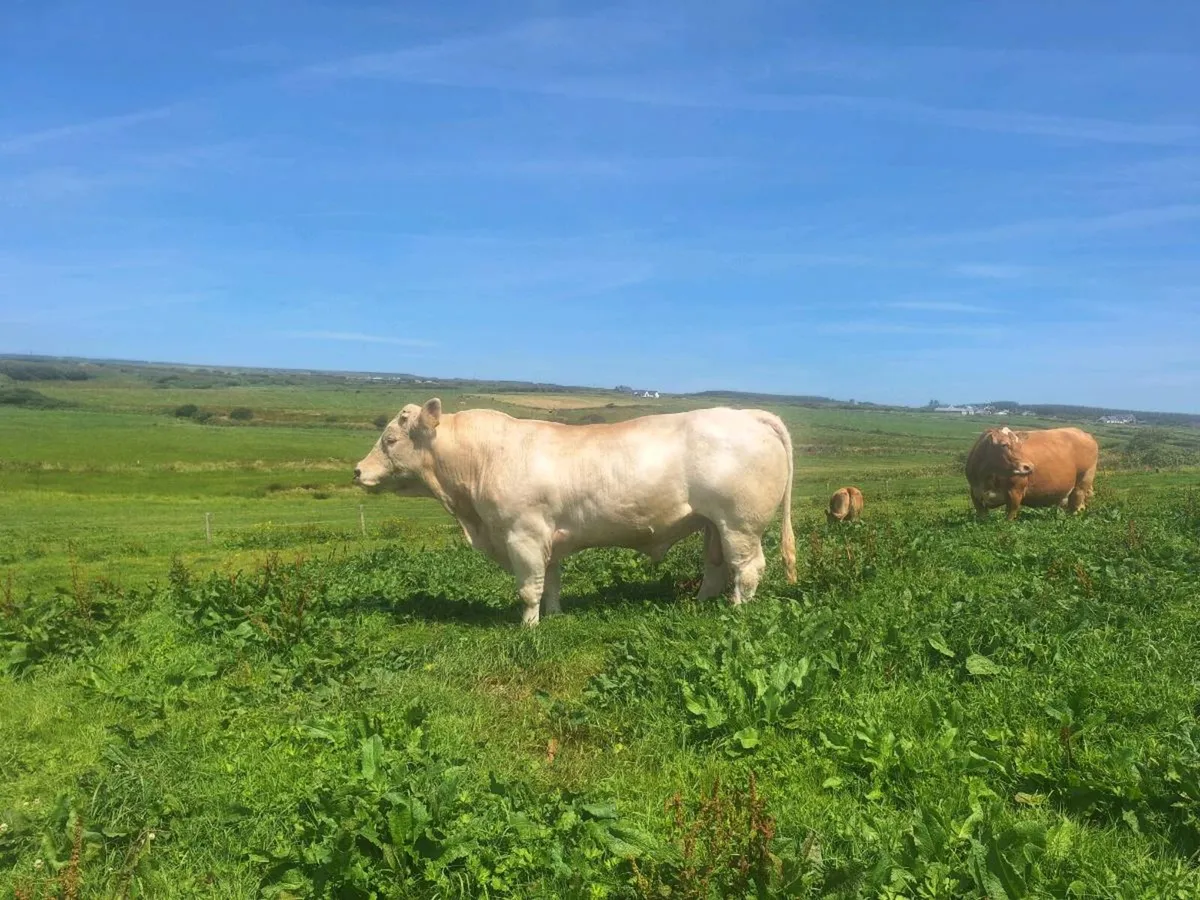 Bull - Image 3