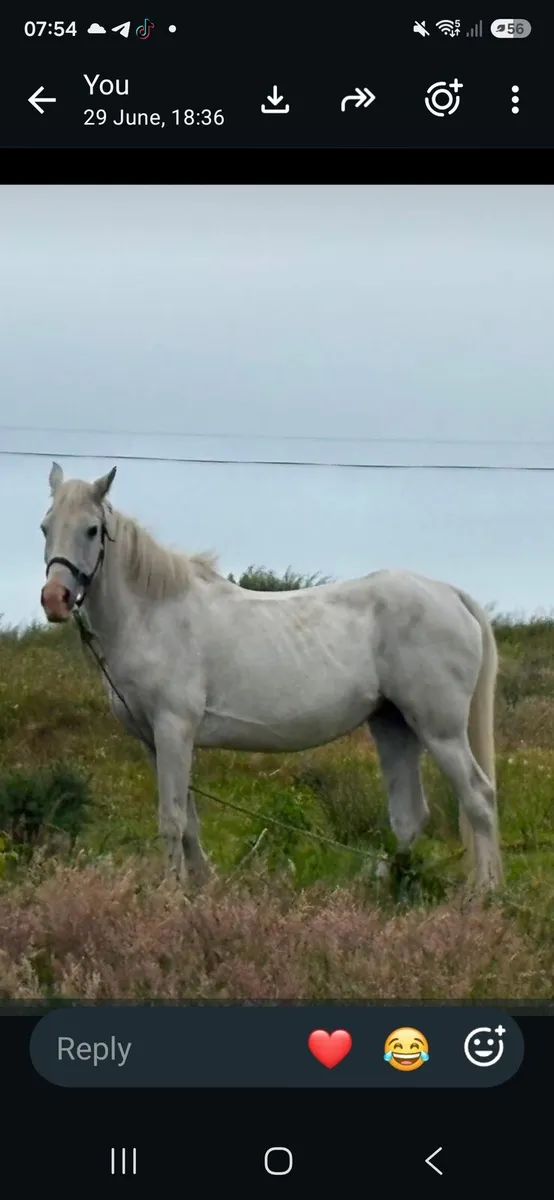 Looking a new home for this family pony