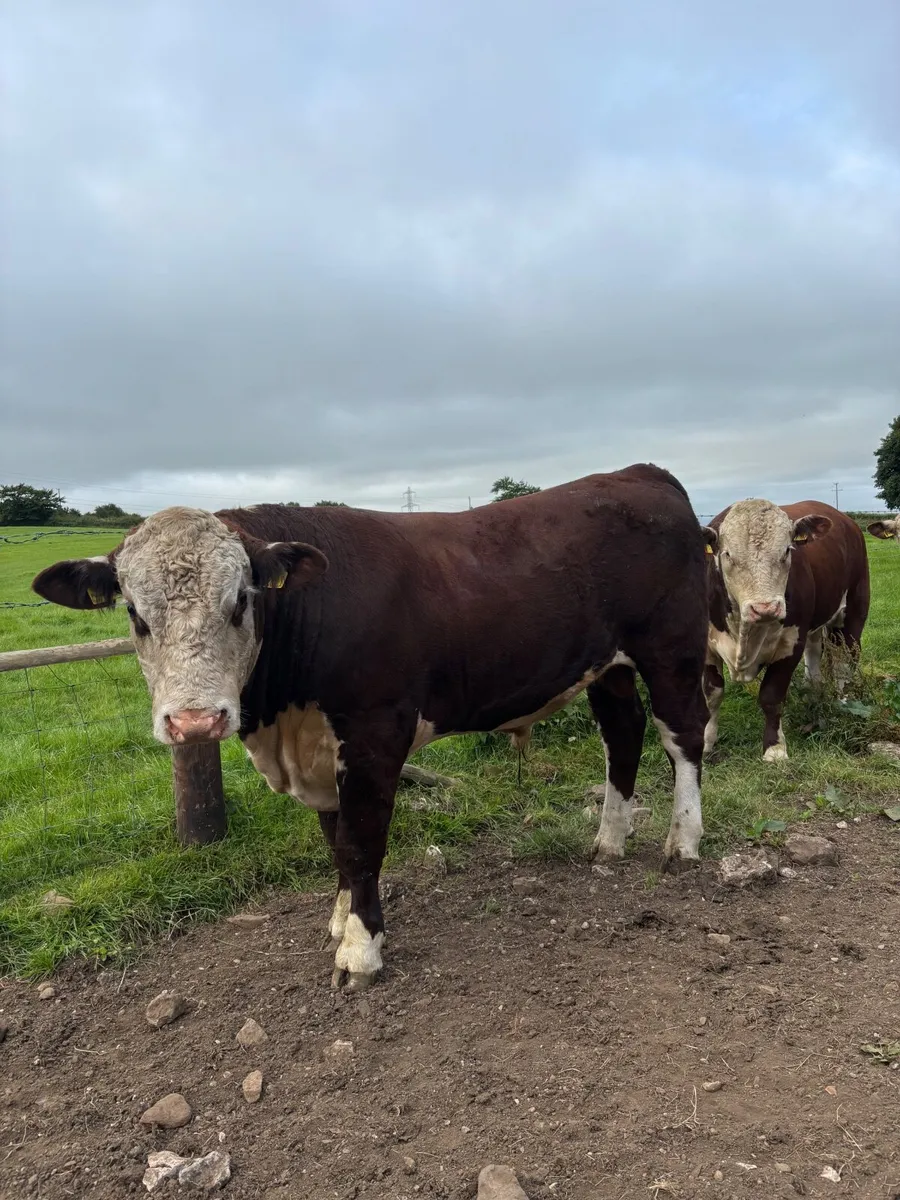 Pedigree Hereford bulls - Image 3