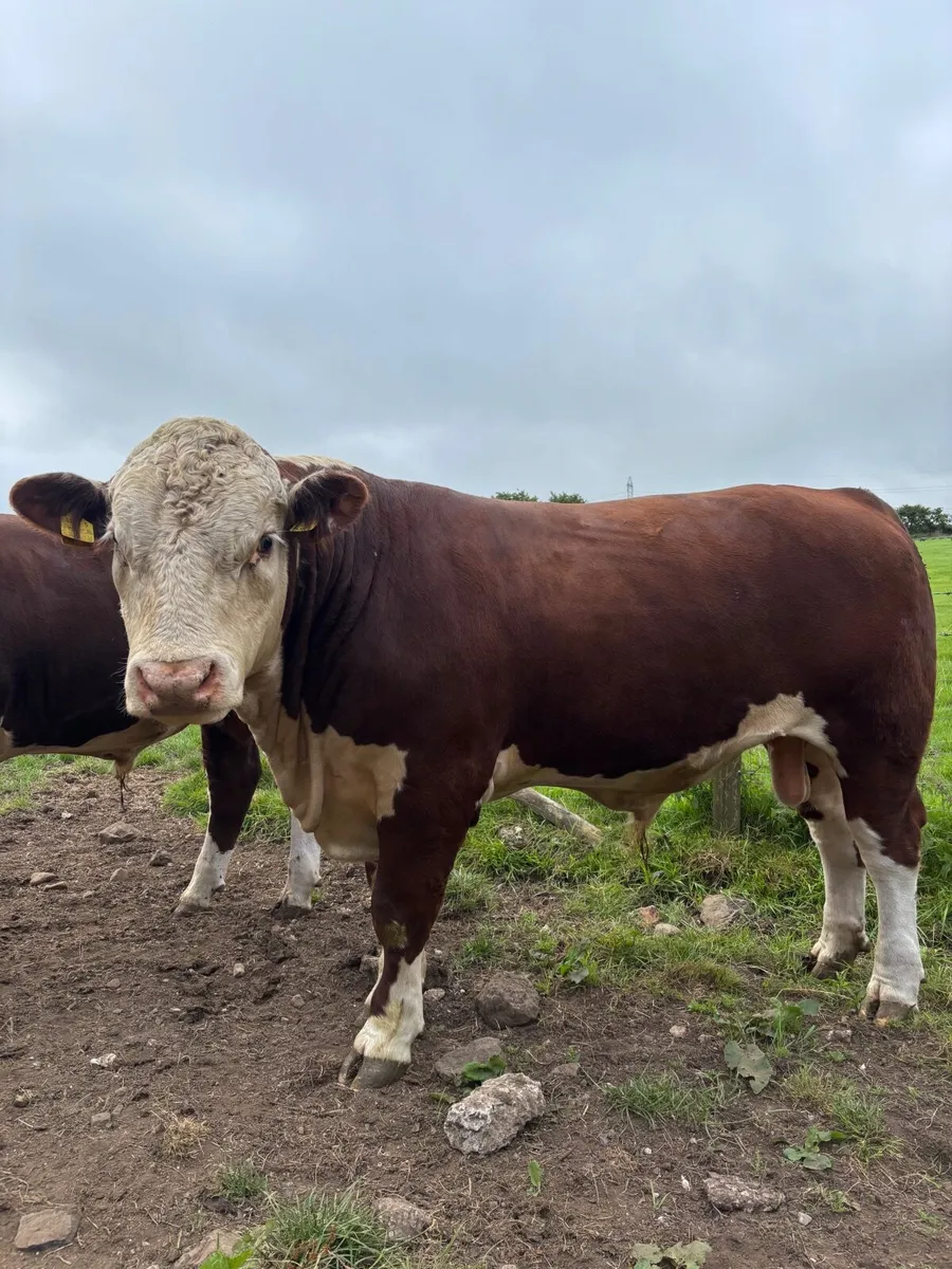 Pedigree Hereford bulls - Image 2