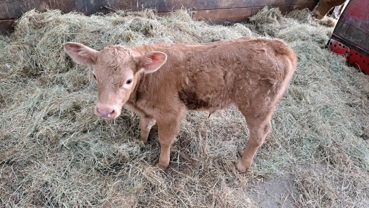 Calf 5 day old - Image 1