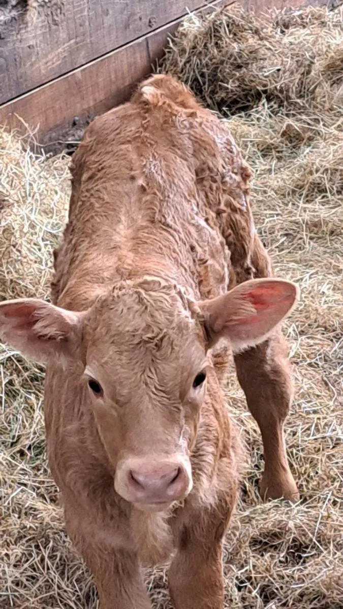 Calf 5 day old - Image 2