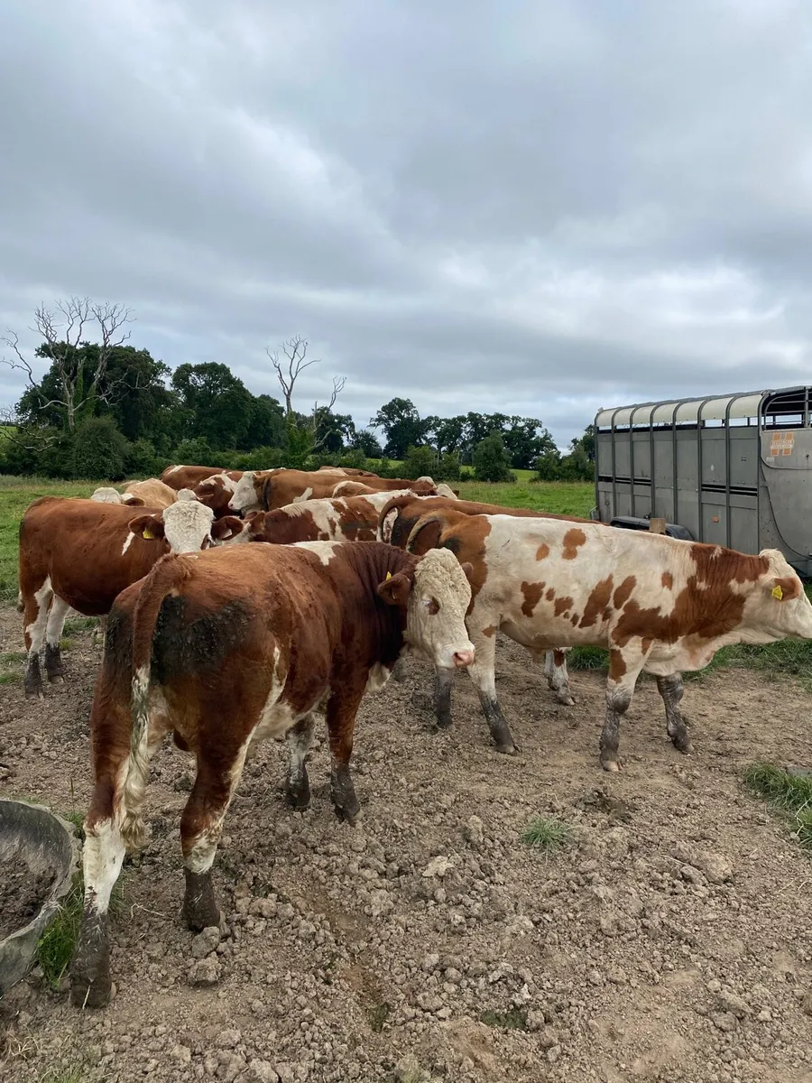 16 Simmental bullocks - Image 1