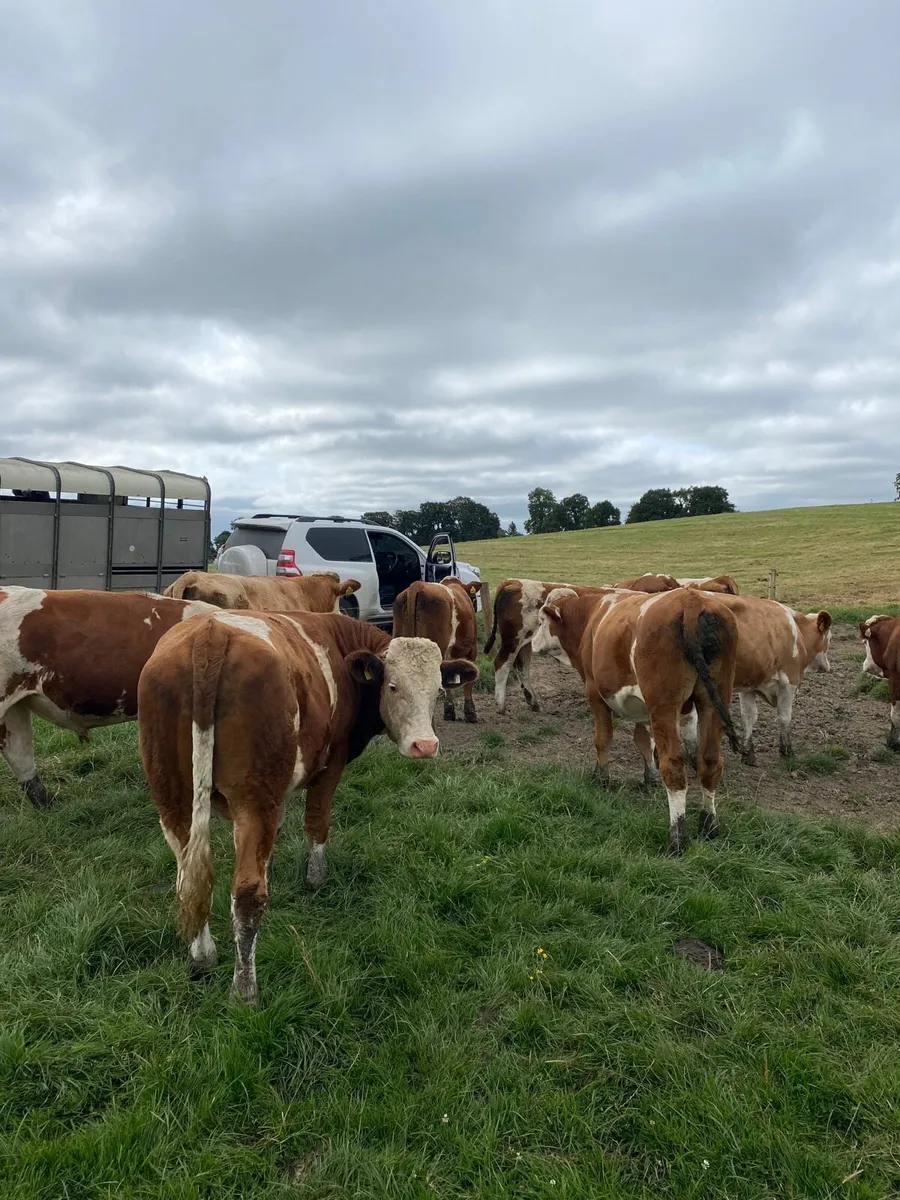 16 Simmental bullocks - Image 2