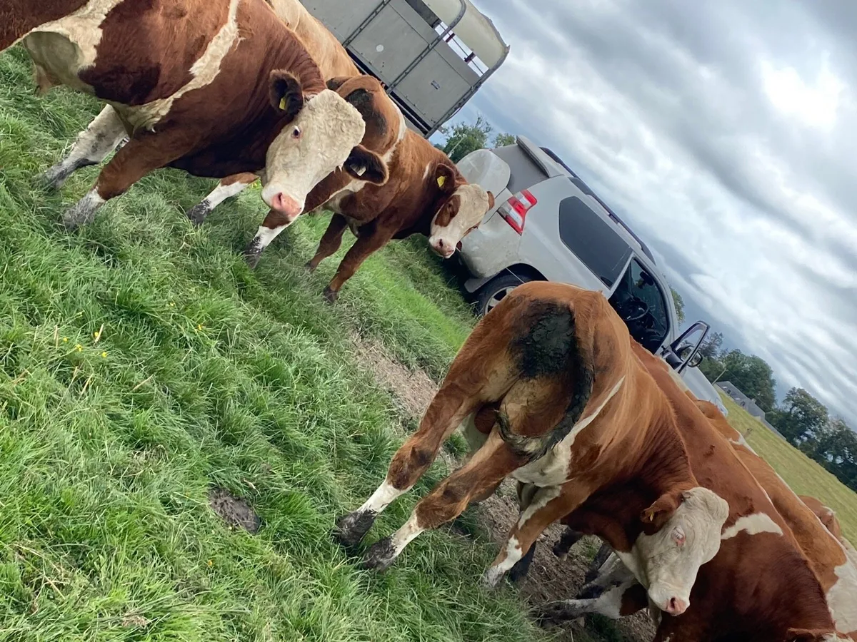 16 Simmental bullocks - Image 3