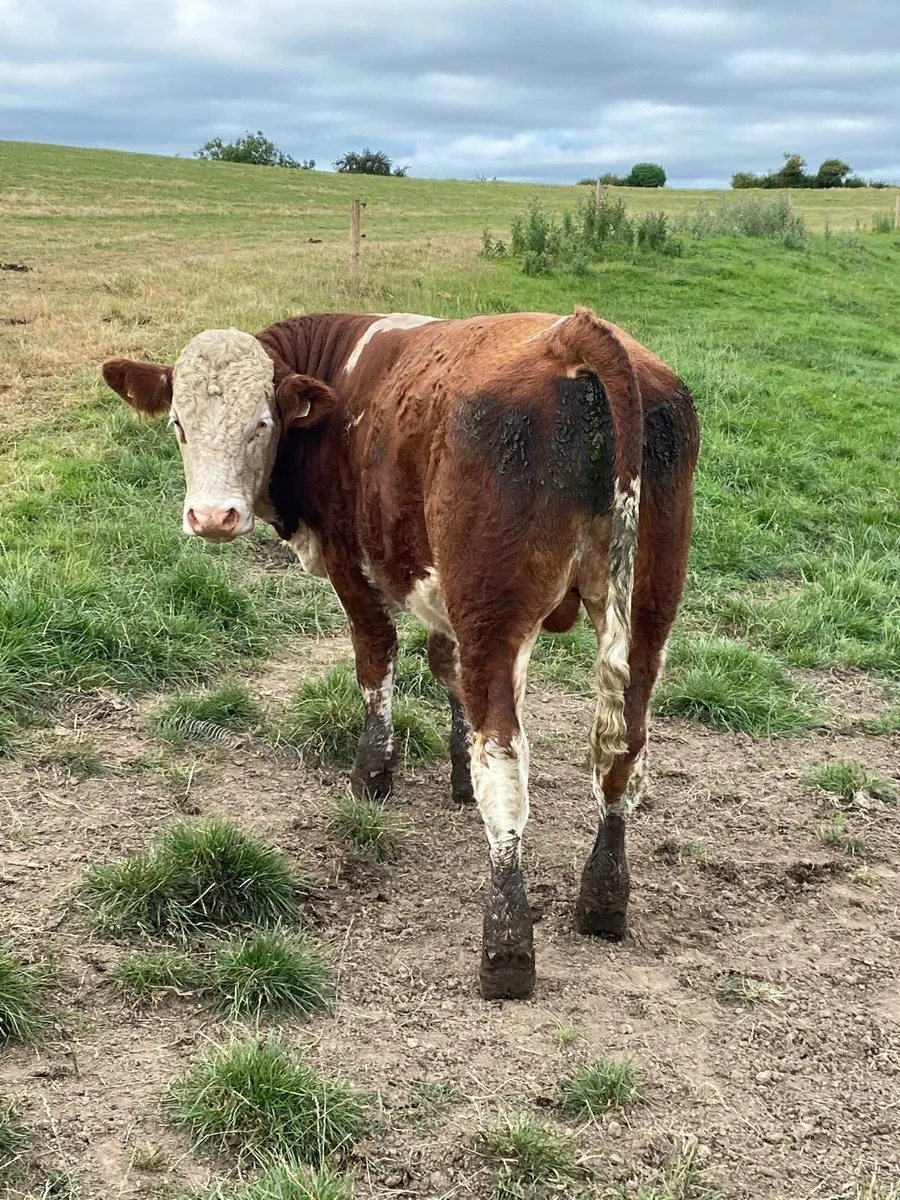 16 Simmental bullocks - Image 4