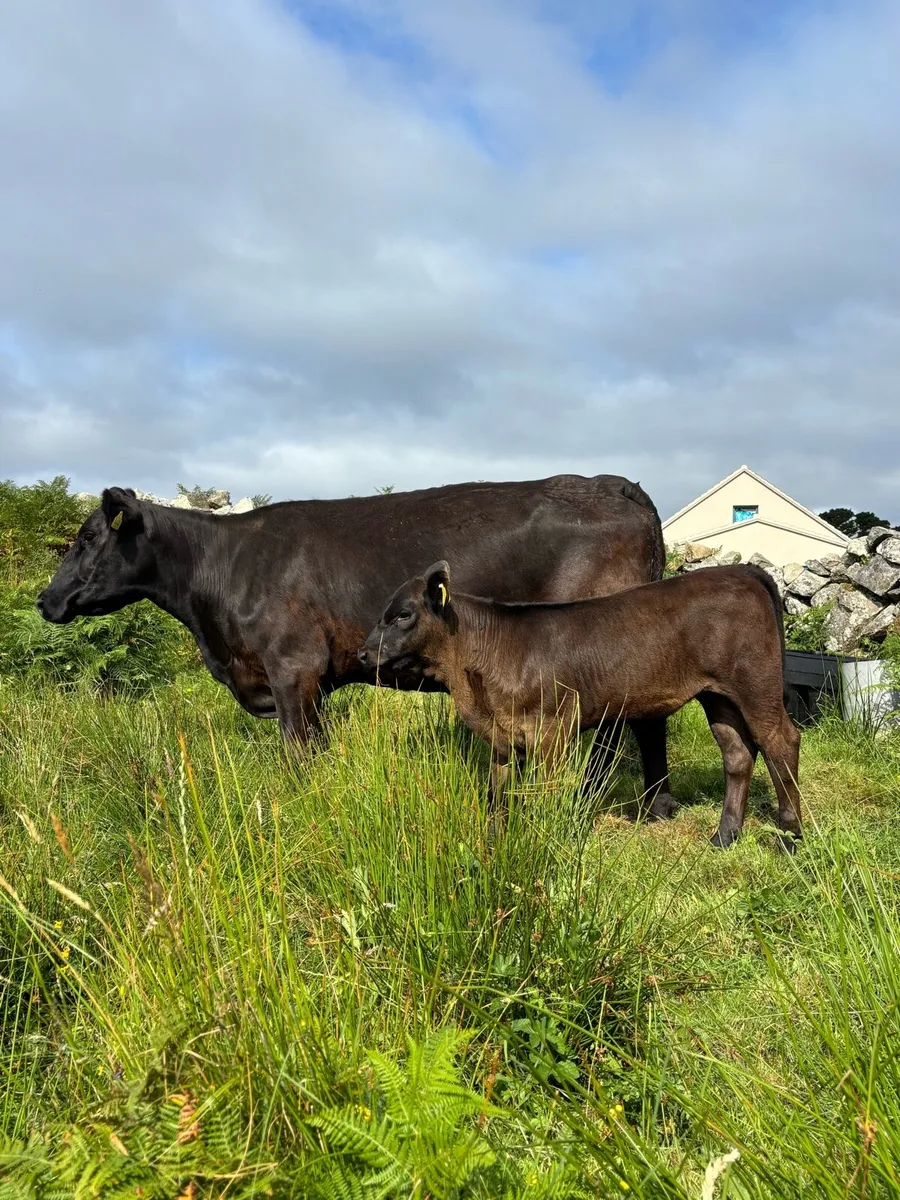 Aberdeen Angus pure breed - Image 1