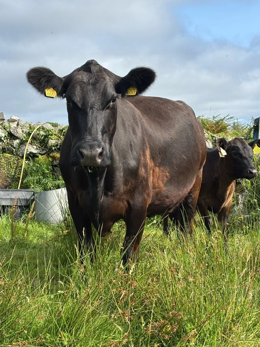 Aberdeen Angus pure breed - Image 3