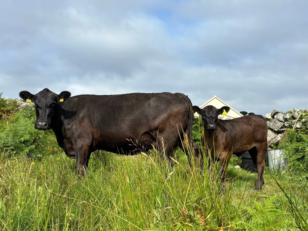 Aberdeen Angus pure breed - Image 4