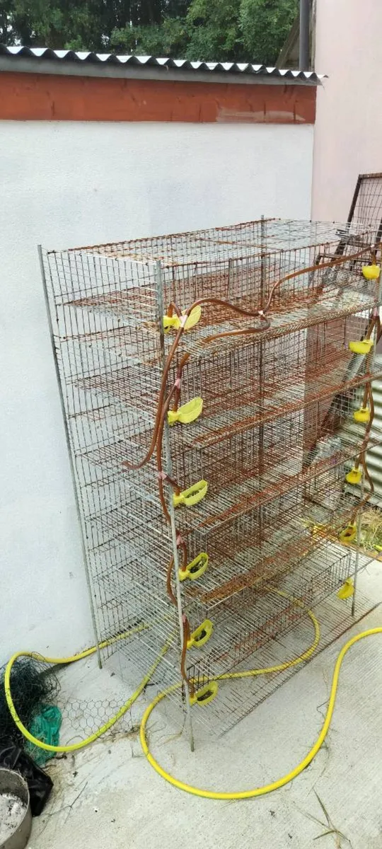 Qual breeding cage - Image 1
