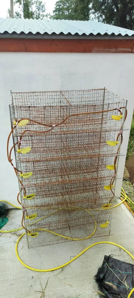 Qual breeding cage - Image 2