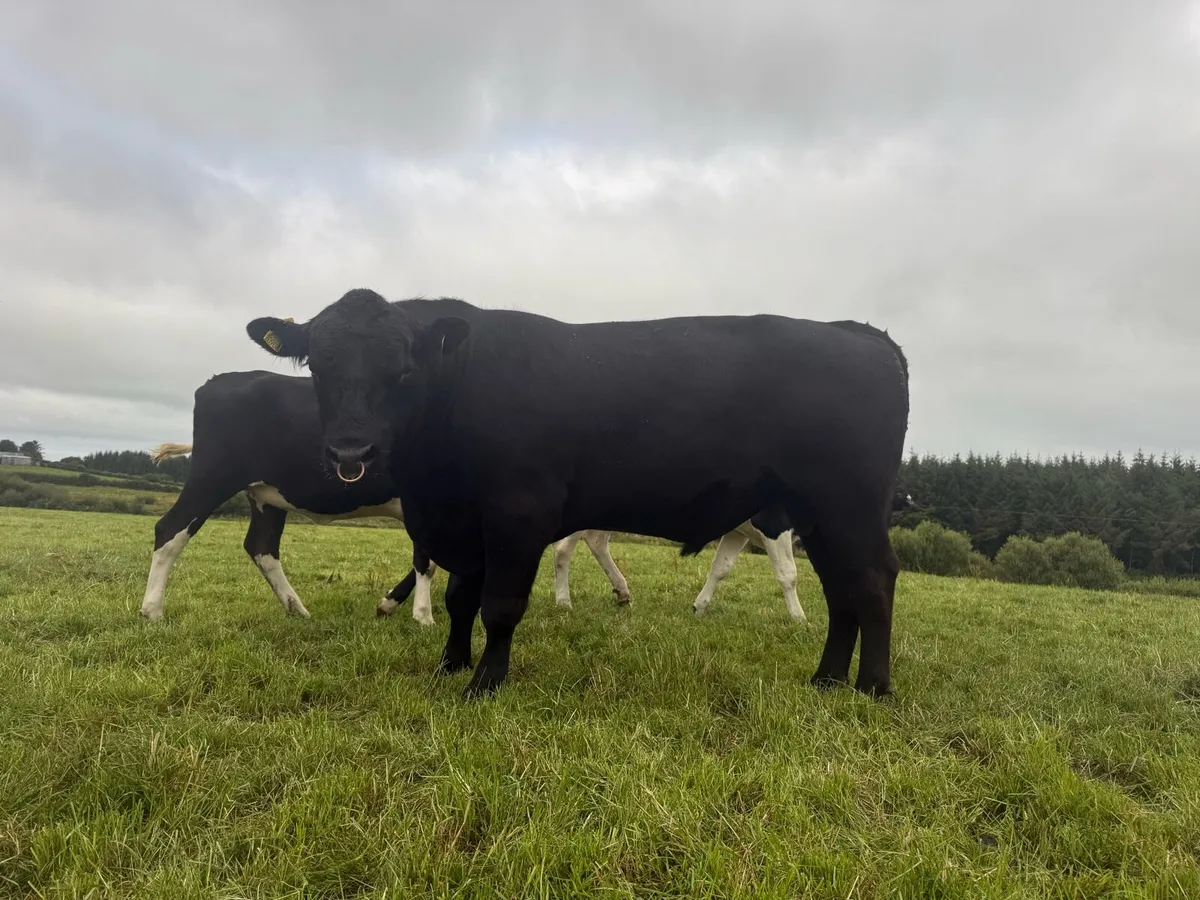 3yr old Angus Bull 5* - Image 1