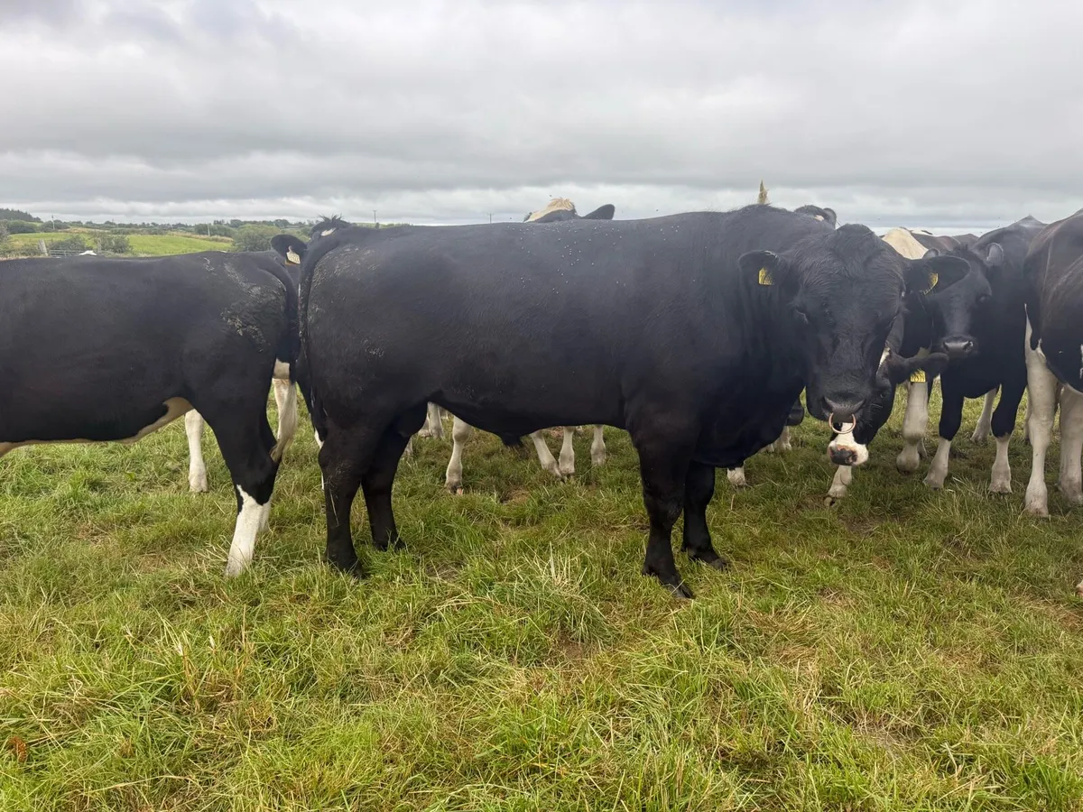 3yr old Angus Bull 5* - Image 2