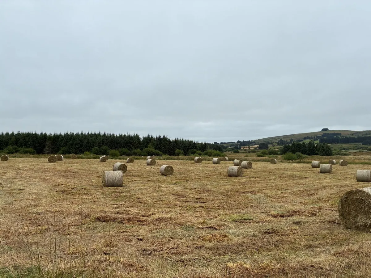 Hay/rush for sale