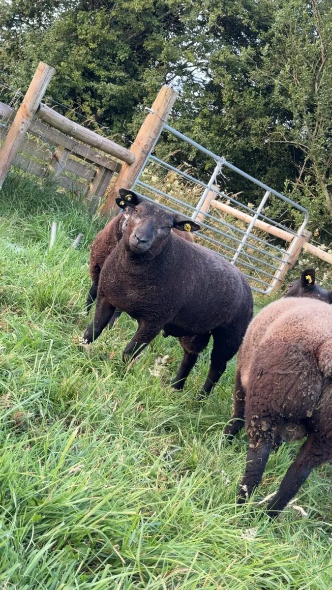 Pedigree Blue Texels Ram and Ewe lambs - Image 1