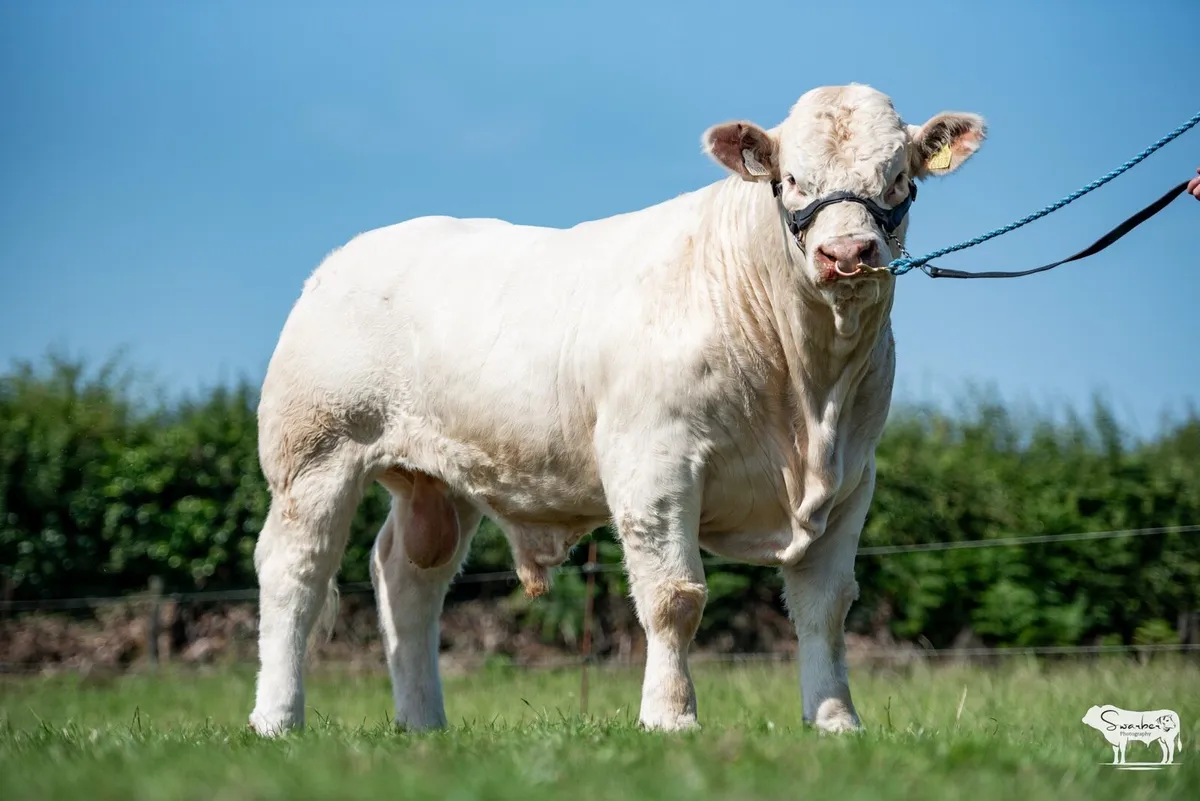 Pedigree Charolais Bulls - Image 1