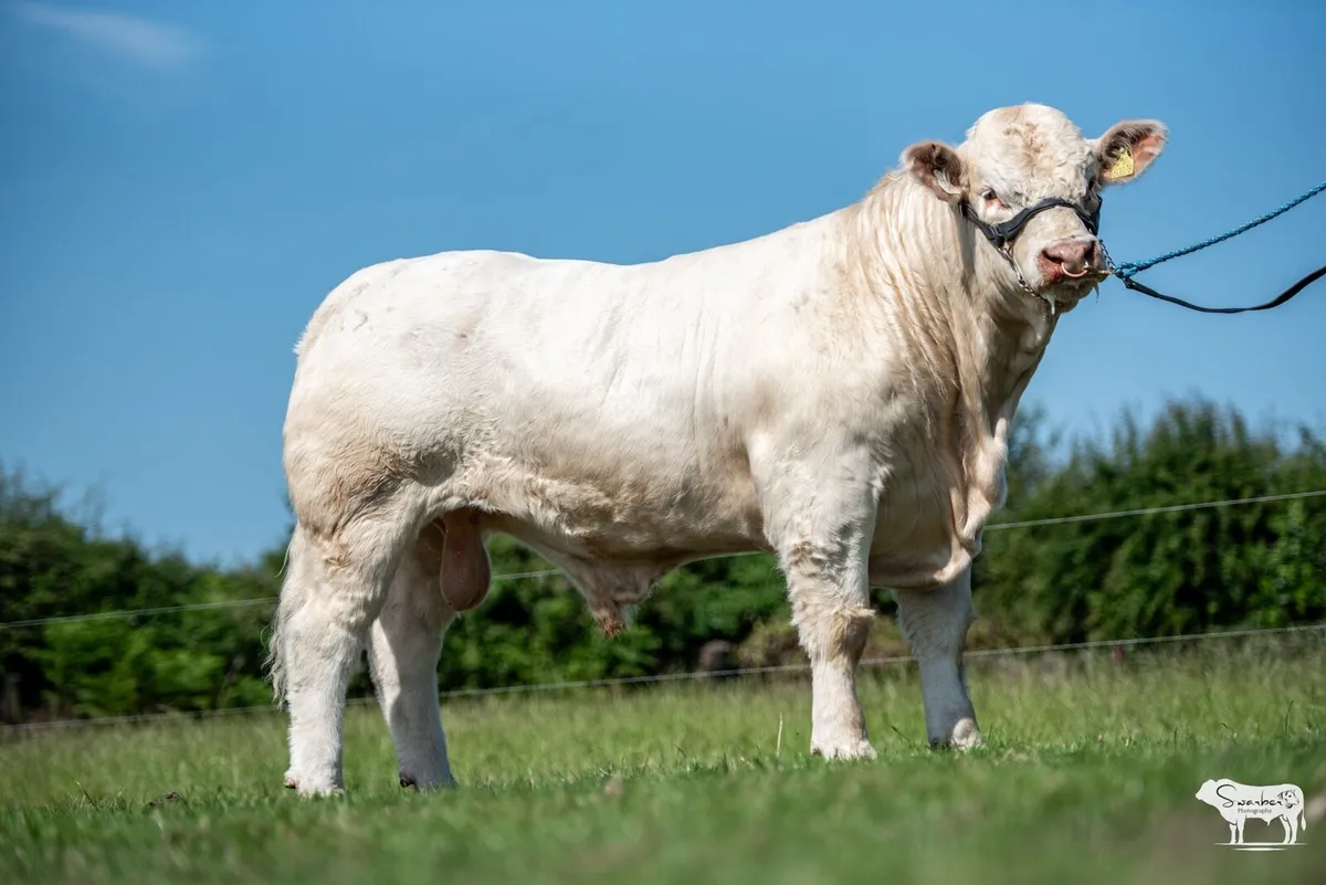 Pedigree Charolais Bulls - Image 2