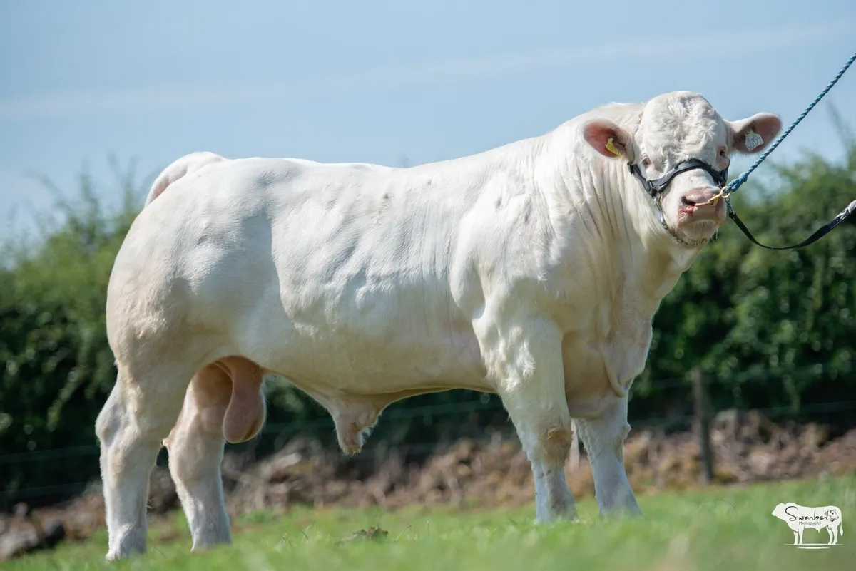 Pedigree Charolais Bulls - Image 3