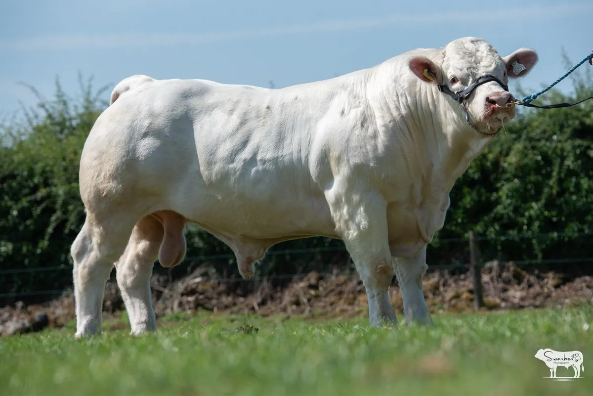 Pedigree Charolais Bulls - Image 4