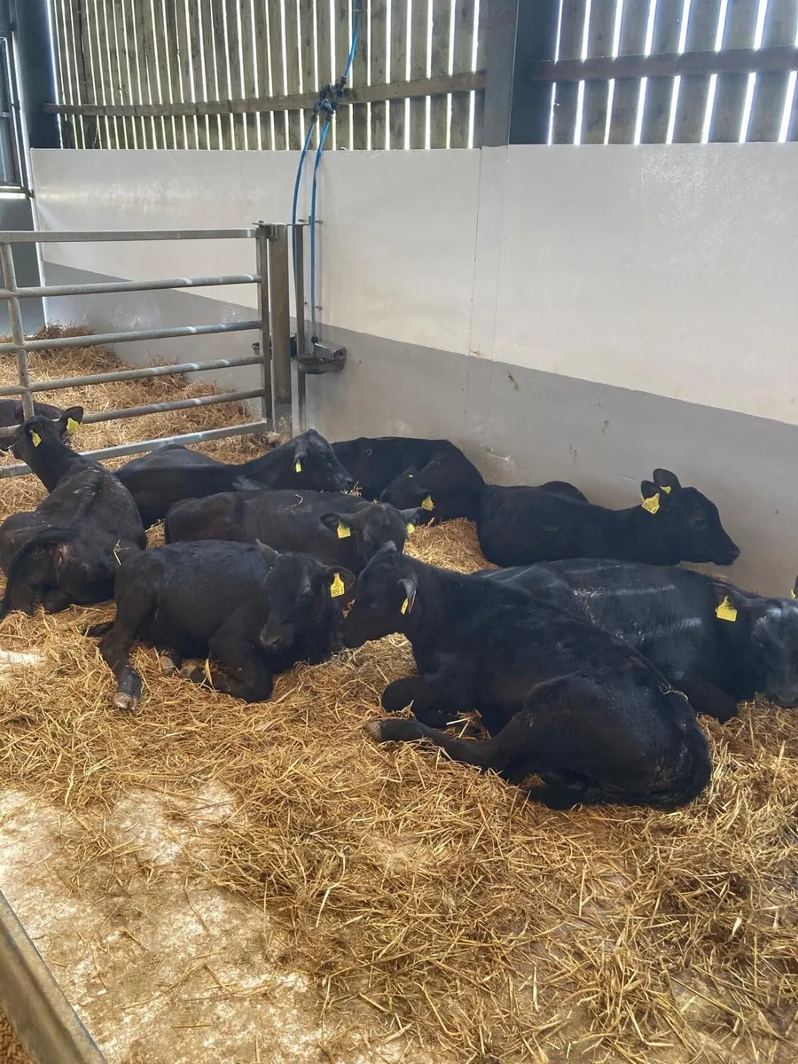 10 Angus heifers. - Image 1