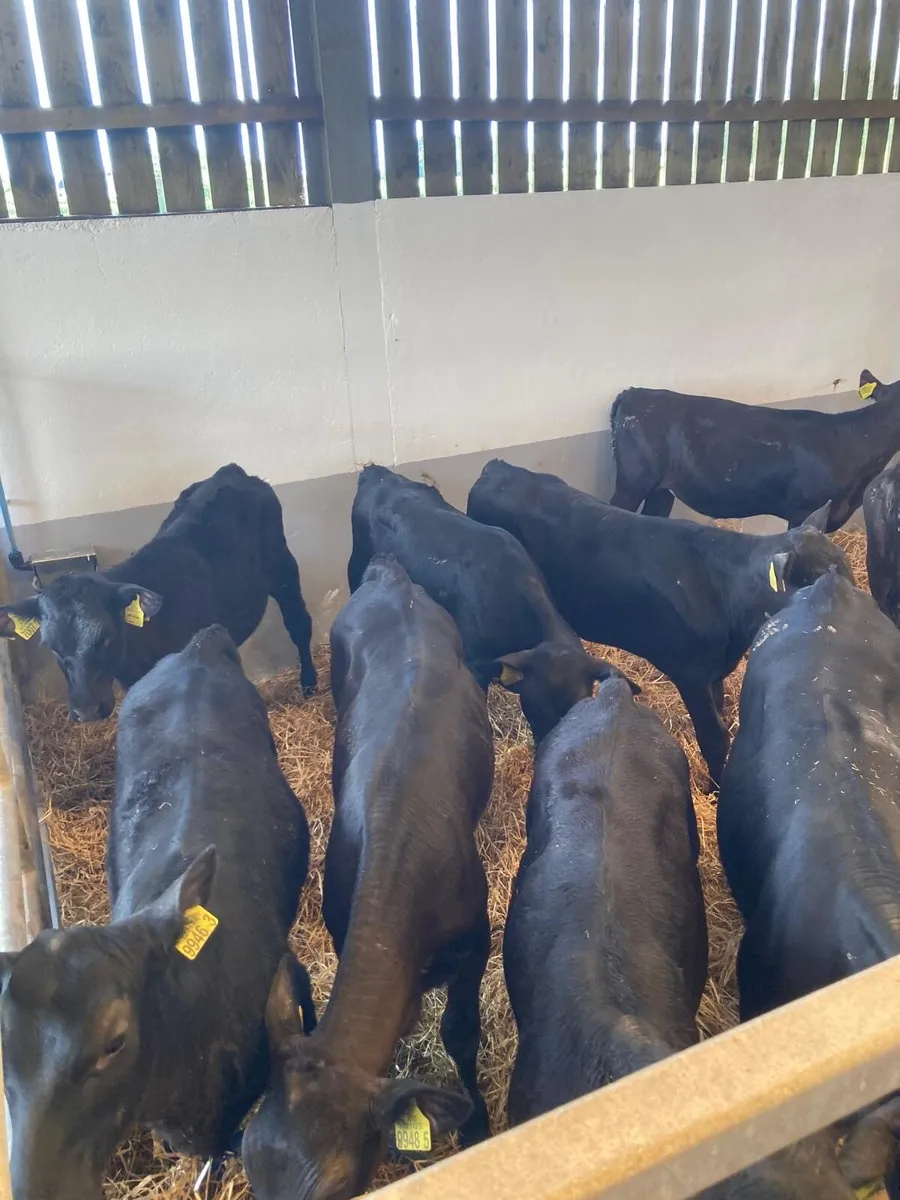 10 Angus heifers. - Image 2