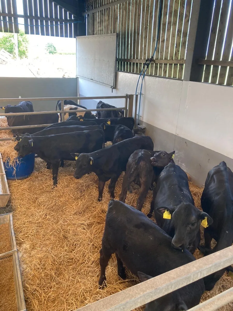 10 Angus heifers. - Image 3