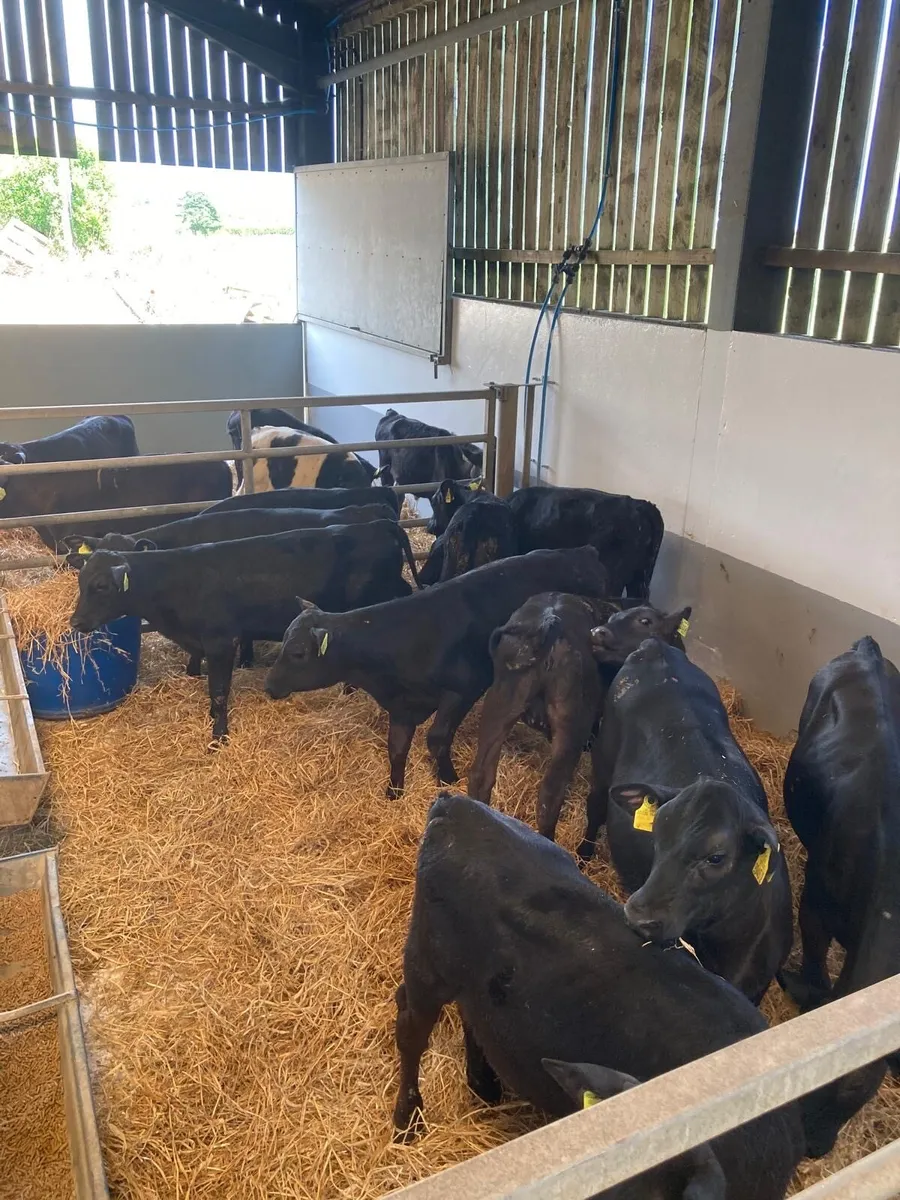 10 Angus heifers. - Image 4