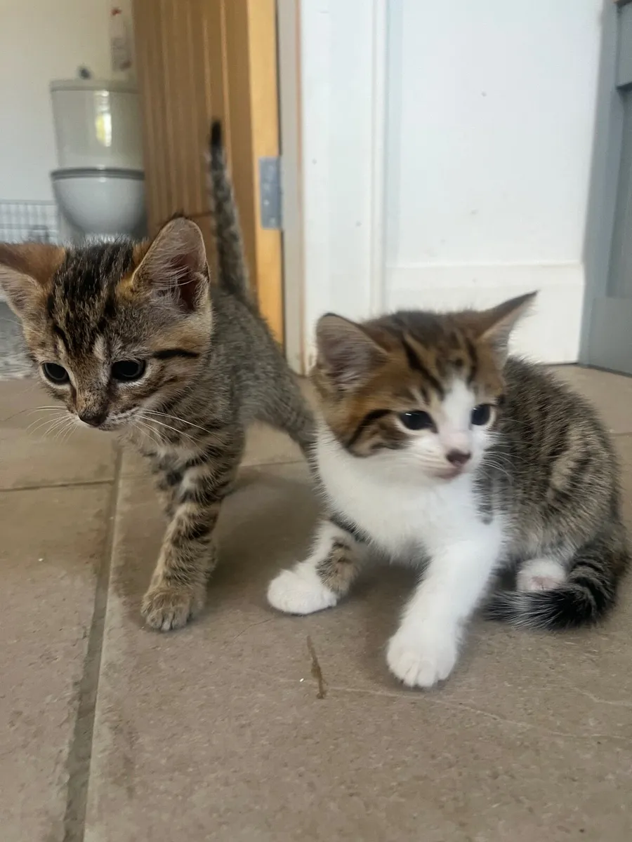 4 Beautiful kittens for sale - Image 2