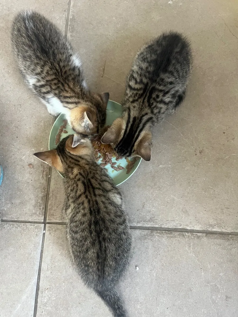 4 Beautiful kittens for sale - Image 3