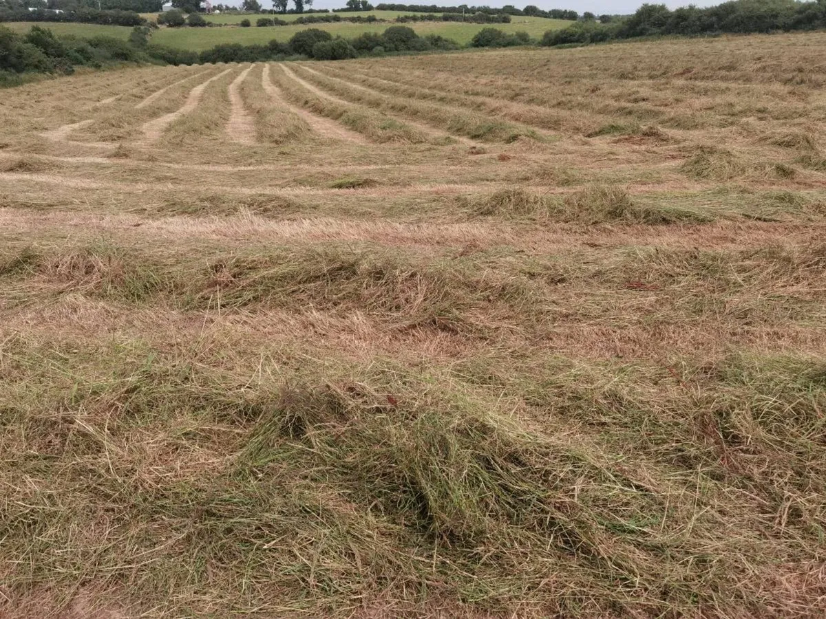Hay top quality. - Image 1