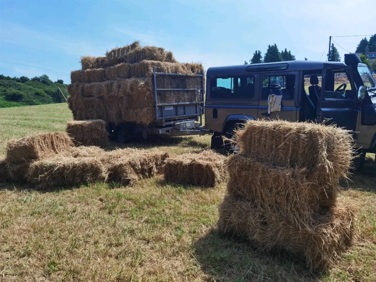 Hay top quality. - Image 4