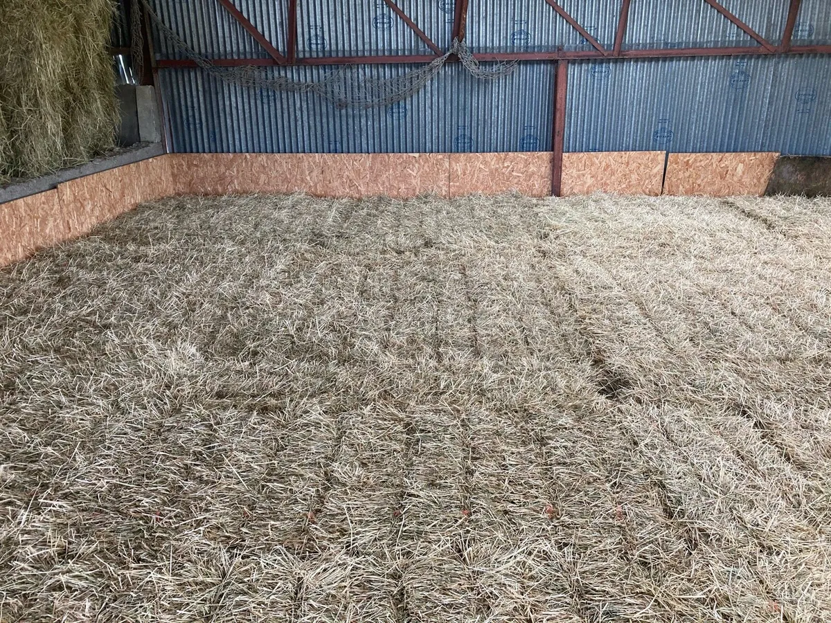 Premium Horse Hay **tested** - Image 3