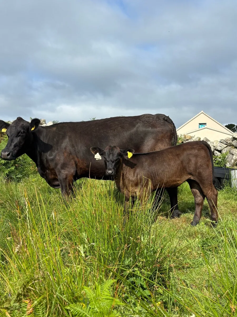 Aberdeen Angus pure breed - Image 2