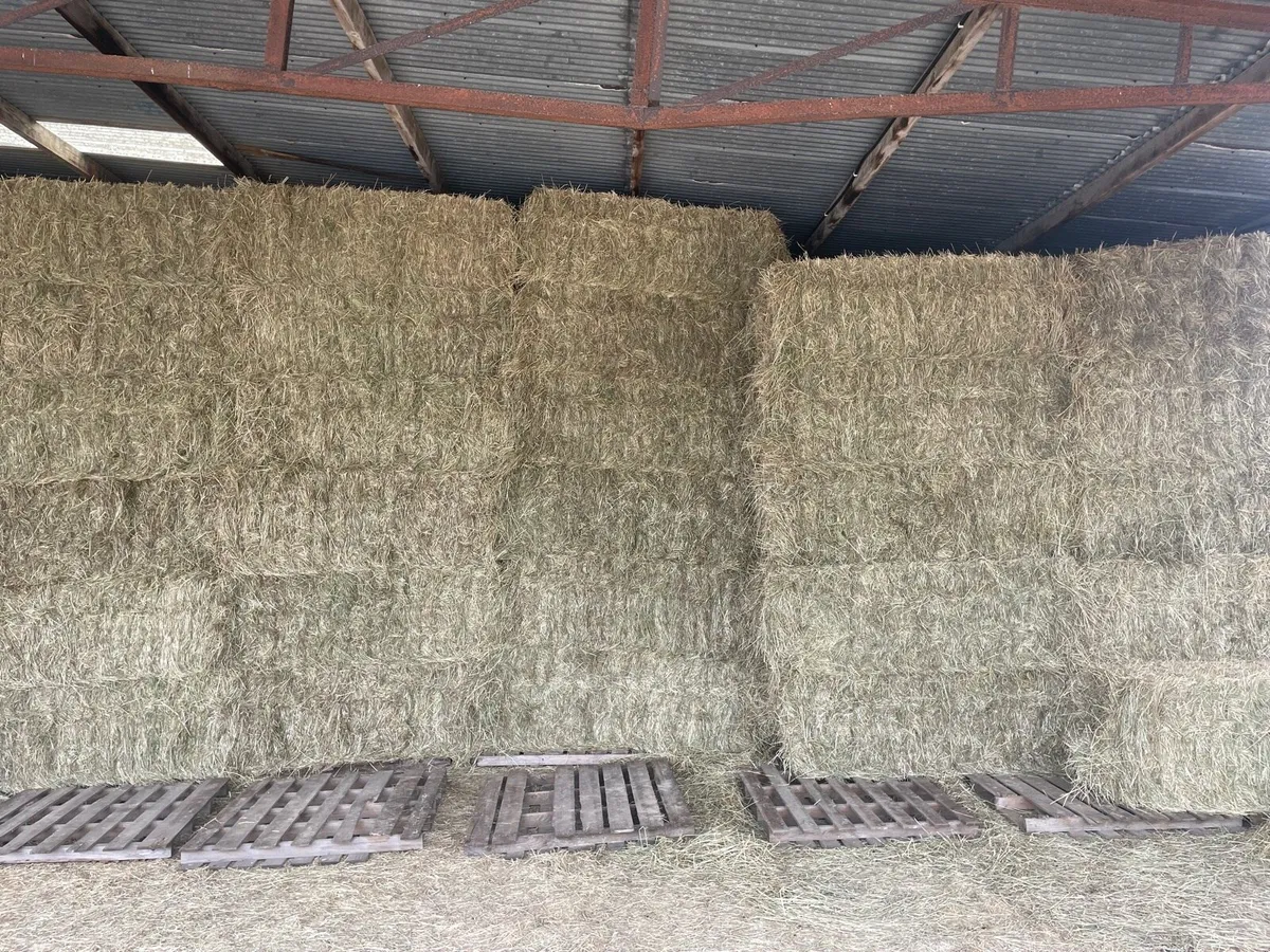 Premium Horse Hay **tested** - Image 4