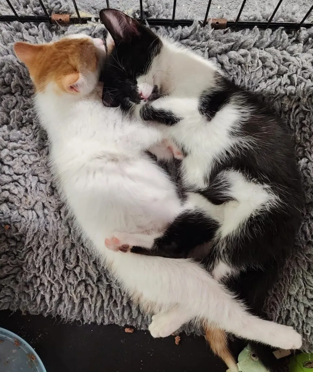 Juno and Charlie looking for home - Image 1