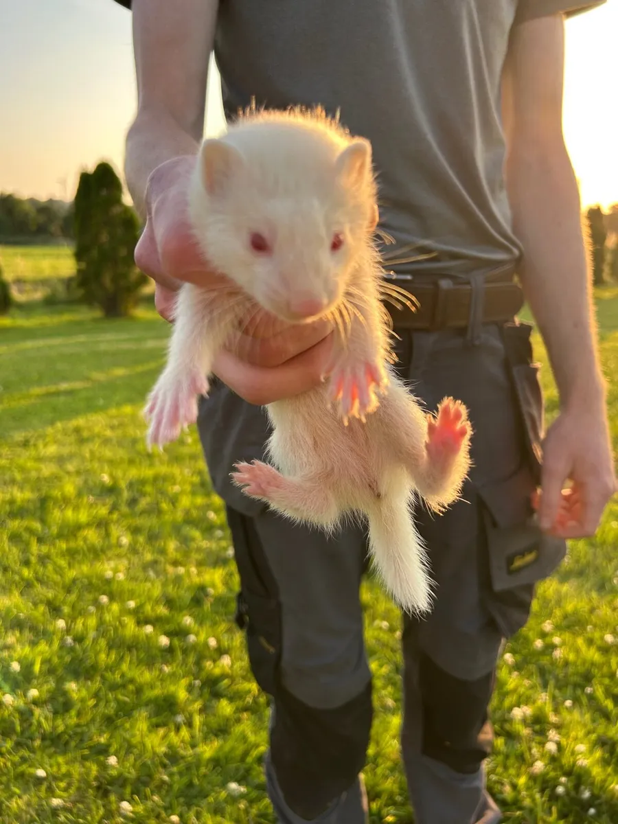 Ferrets - Image 2