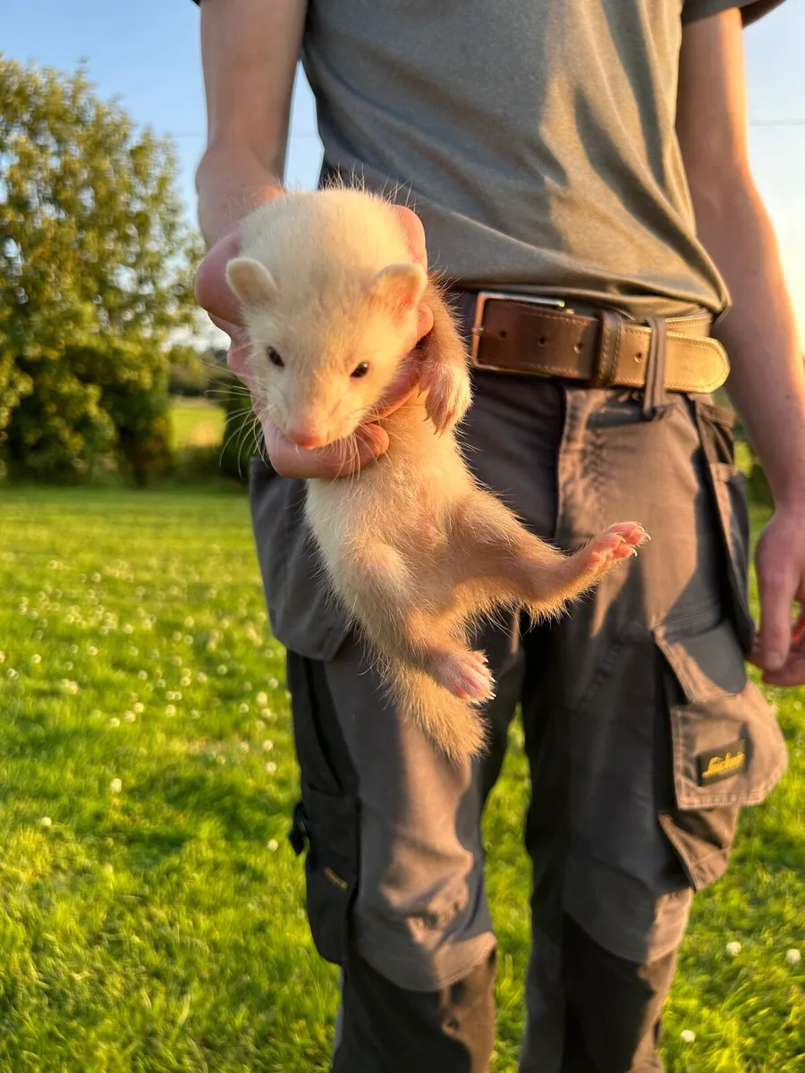 Ferrets - Image 3