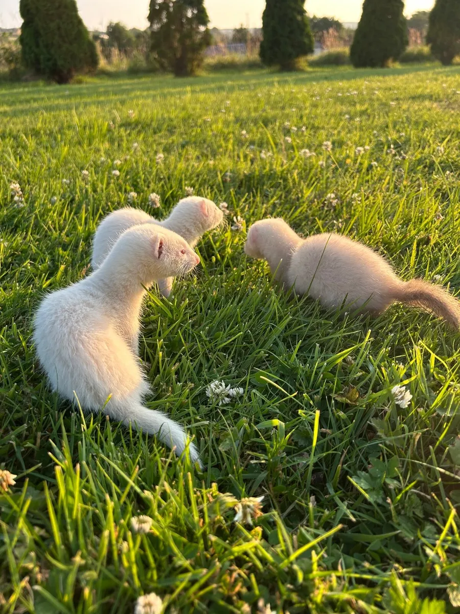 Ferrets - Image 4