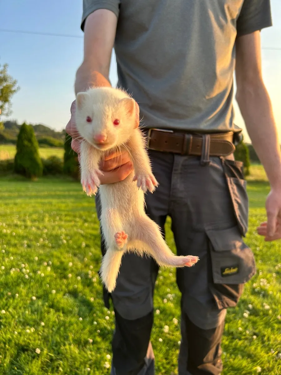 Ferrets - Image 1