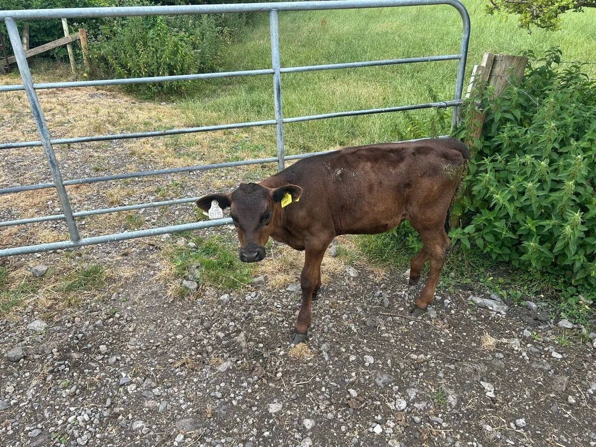 Angus heifer calves - Image 2